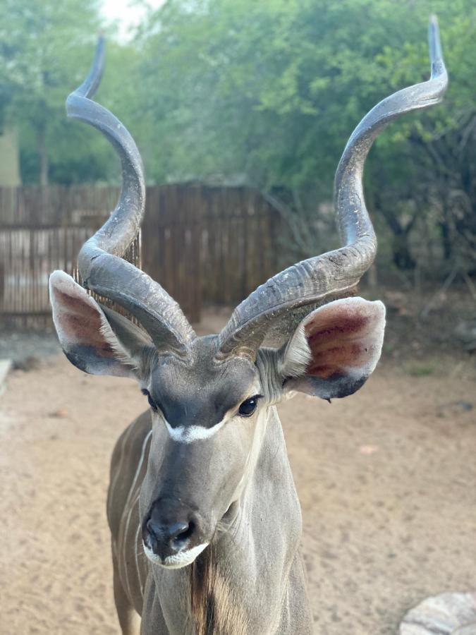 Birdsong Kruger Villa Marloth Park Ngoại thất bức ảnh