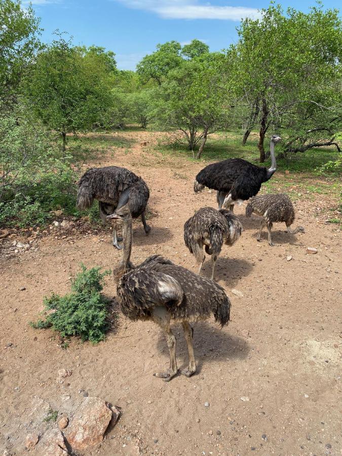 Birdsong Kruger Villa Marloth Park Ngoại thất bức ảnh