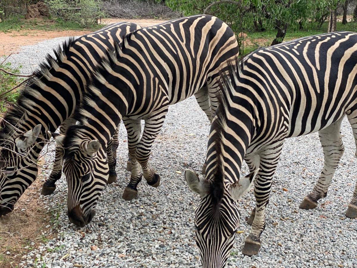 Birdsong Kruger Villa Marloth Park Ngoại thất bức ảnh