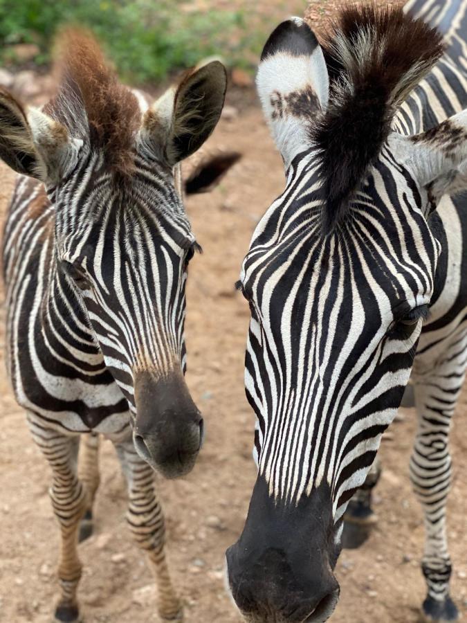 Birdsong Kruger Villa Marloth Park Ngoại thất bức ảnh