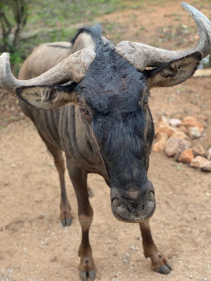 Birdsong Kruger Villa Marloth Park Ngoại thất bức ảnh