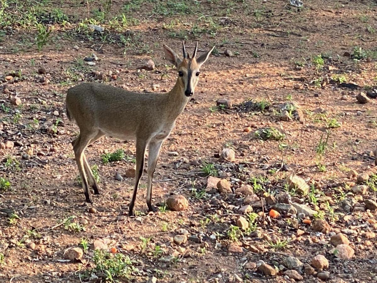 Birdsong Kruger Villa Marloth Park Ngoại thất bức ảnh